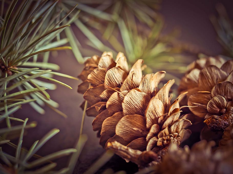 shallow focus photography of brown conifer, pine cones, fir HD wallpaper