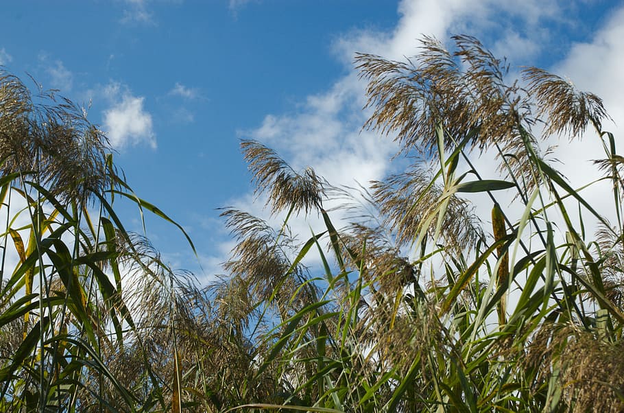 reed, clouds, sky, nature, wind, plant, growth, low angle view HD wallpaper