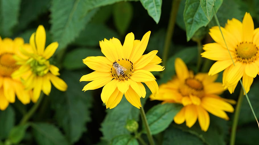 closeup photography of yellow petaled flowers, blossom, bloom HD wallpaper
