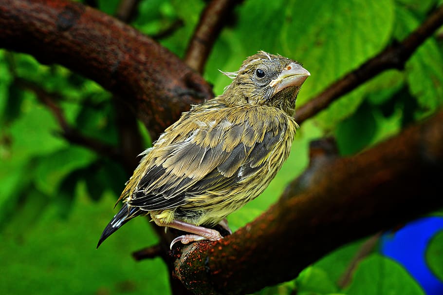 bird, bird-chick, launchy, feathered, birds, wet, animal, animal themes HD wallpaper