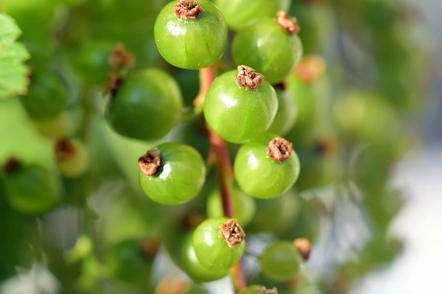 currant, green, bush, ribes, nature, green currant, immature HD wallpaper