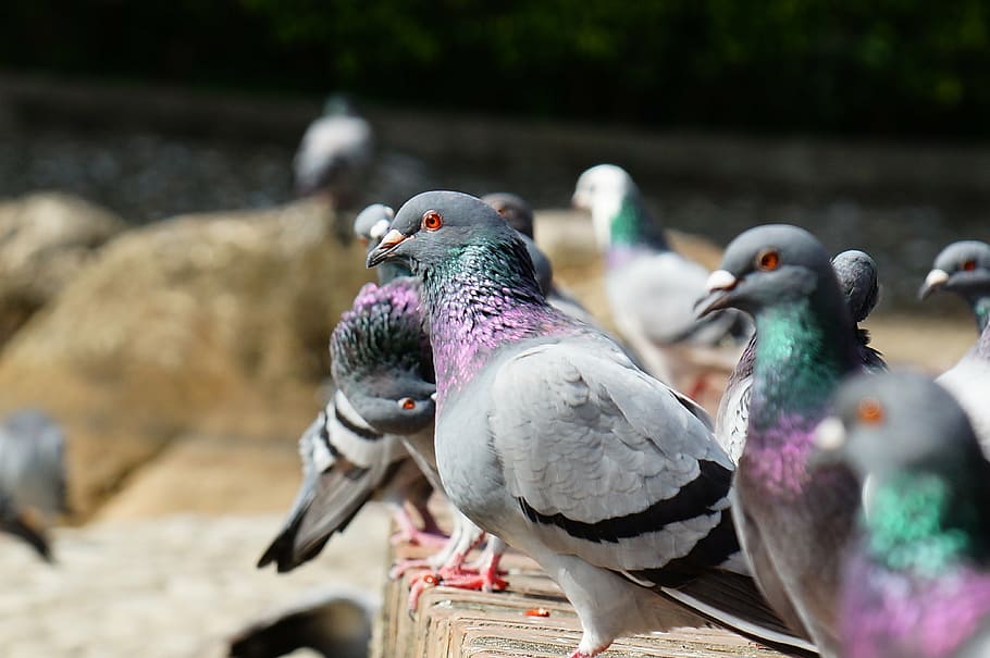 pigeon, static, pet, bird, animal themes, vertebrate, group of animals HD wallpaper