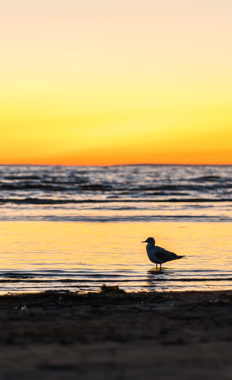 beach, seagull, water, sunset, bay, sand, wave, sky, animals in the wild HD wallpaper