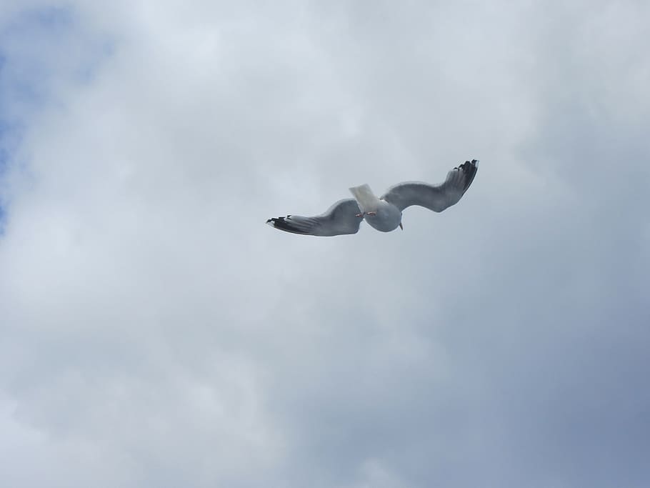 Seagull, Sky, Blue, flying, cloud - sky, one animal, day, outdoors HD wallpaper