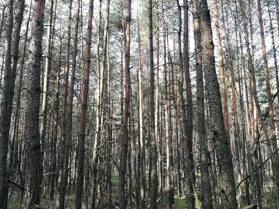 forest, nature, tree, view, trunk, plant, tree trunk, land HD wallpaper