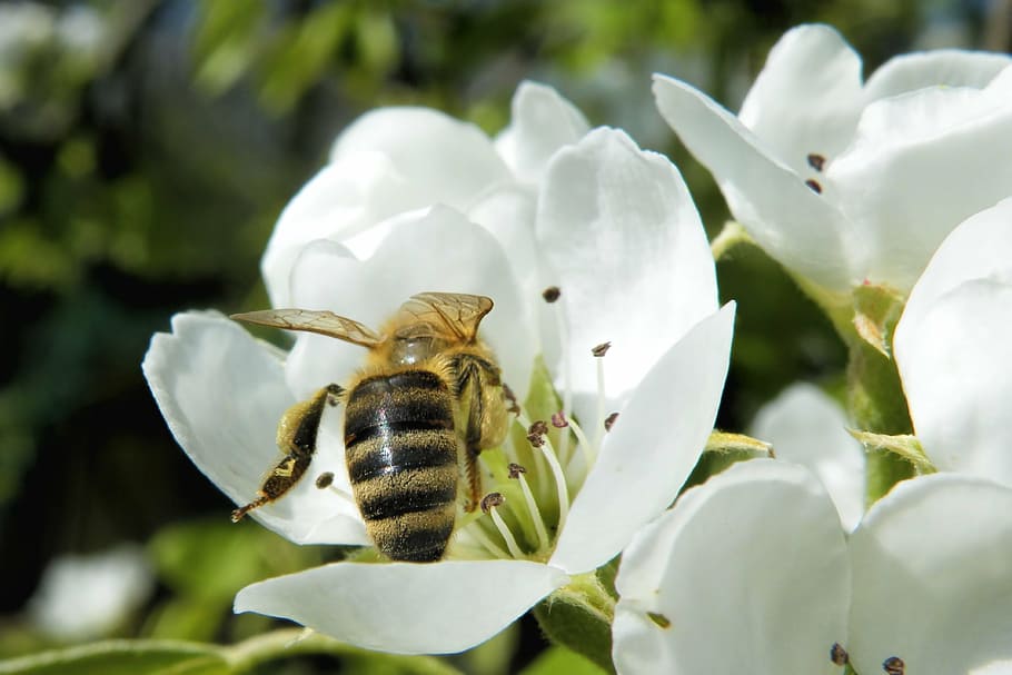 blossom, insect, bee, spring, flowering twig, nature, animal themes HD wallpaper