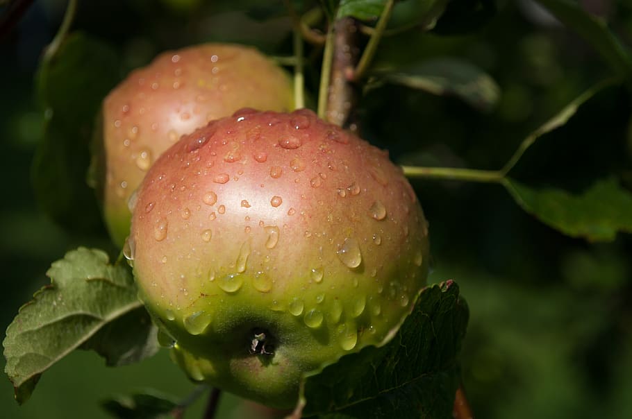 apple, rain, leafs, green, season, garden, tree, organic, growth HD wallpaper