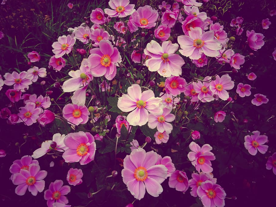 nature, flowers, garden, petals, bloom, blooming, blossom, delicate HD wallpaper