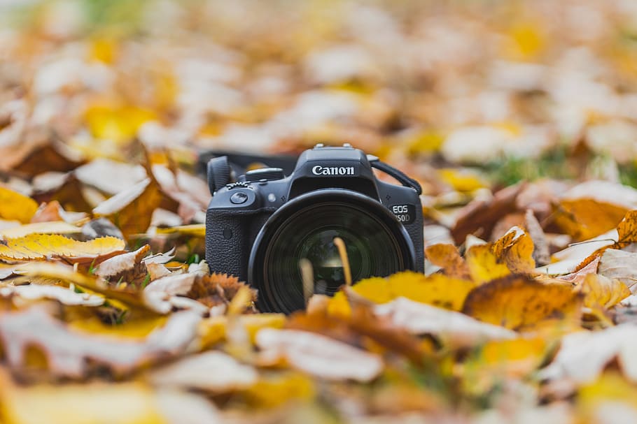 fall leaves photography