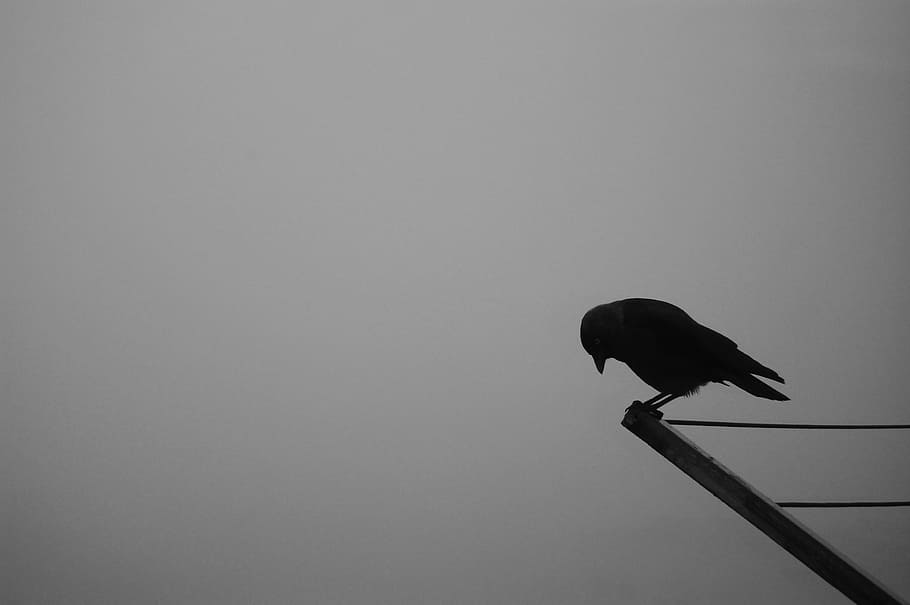 silhouette of bird on brown wooden rod, crow, raven, rook bird