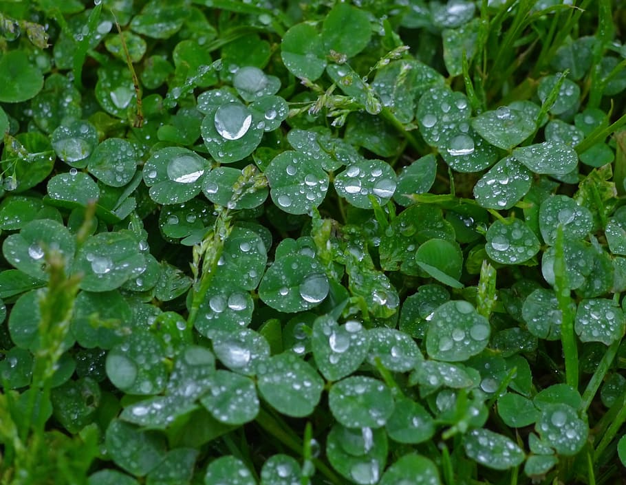 Trefoil, Clover, Drop, rain, drop of water, shining, antomasako HD wallpaper