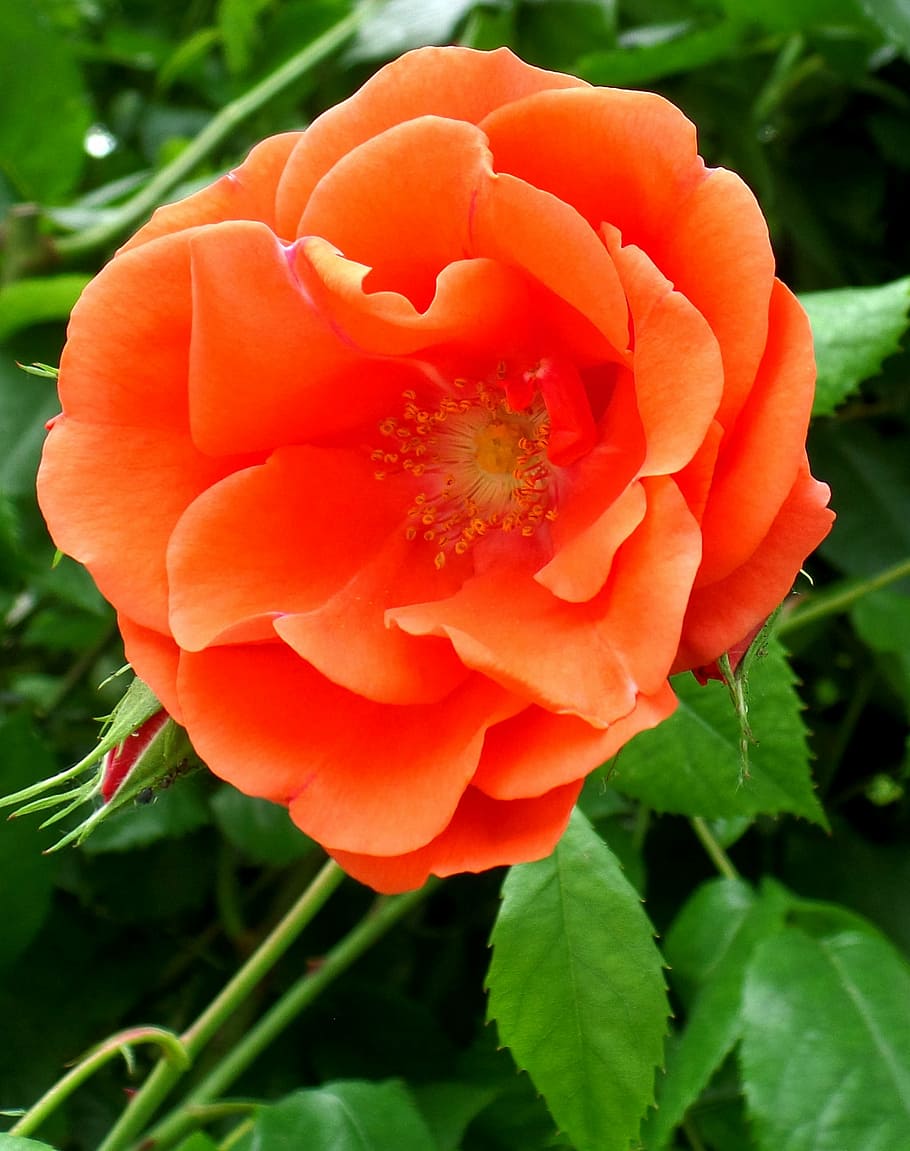 rose, orange, flower, petal, fragility, beauty in nature, plant HD wallpaper