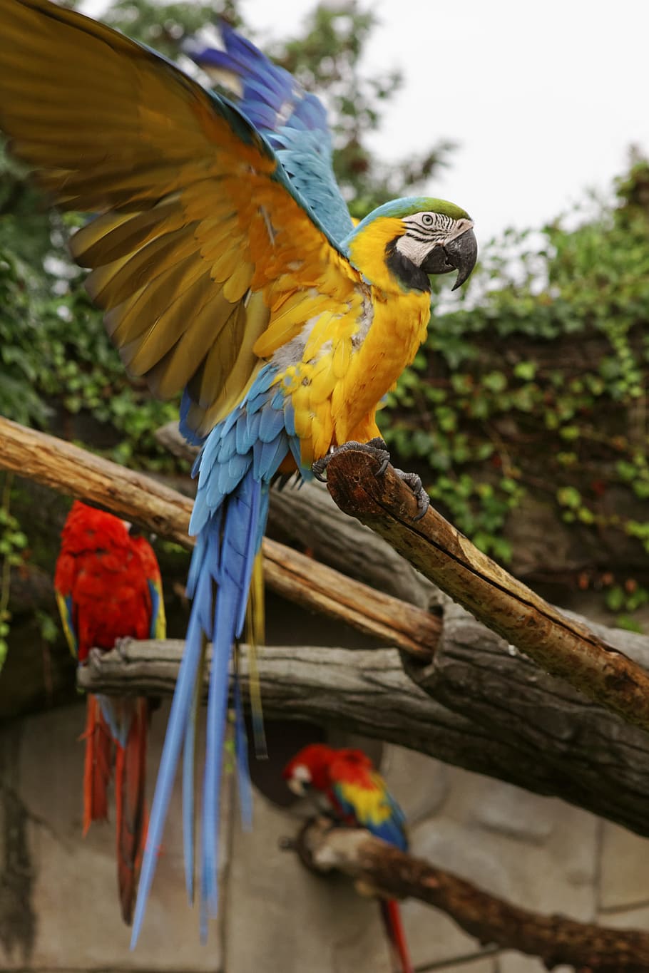 Macaw, Parrot, Animal, ararauna, volatile, bird, animal world, HD wallpaper