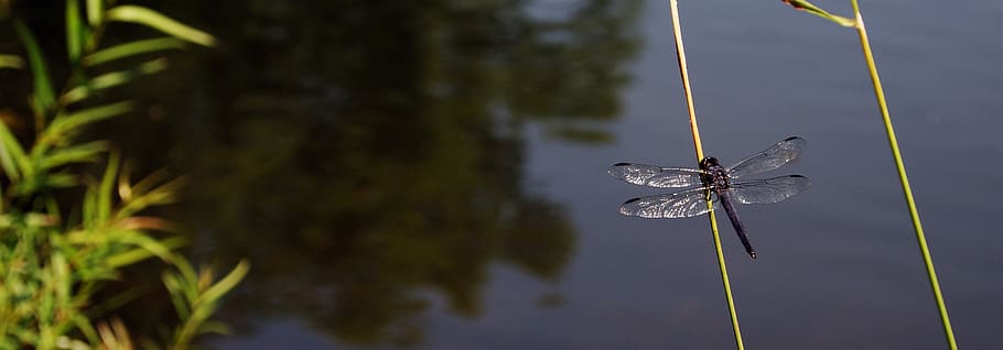 dragonfly, lake, summer, plant, nature, water, animal wildlife HD wallpaper
