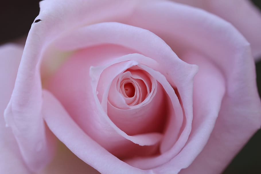 close-up photo of pink rose, isolated, rosa, nobody, white HD wallpaper