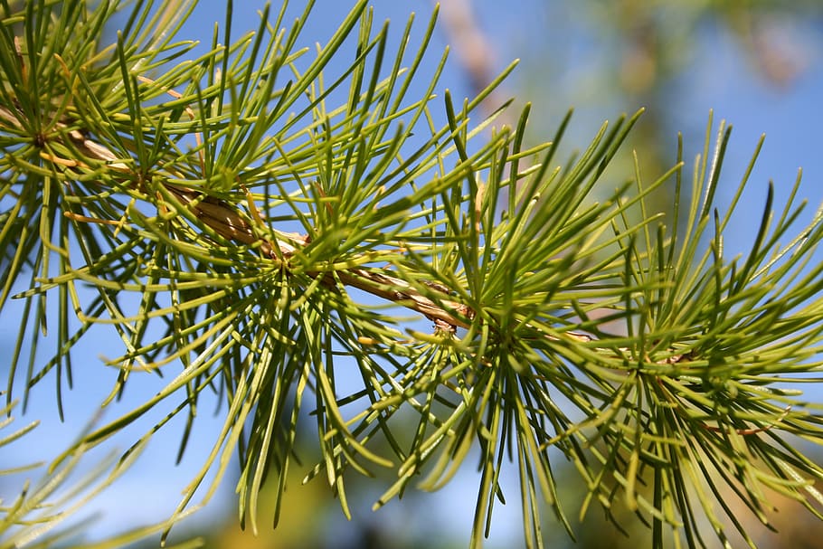 pine, tree, macro, branch, conifer, needles, fir, nature, wood HD wallpaper