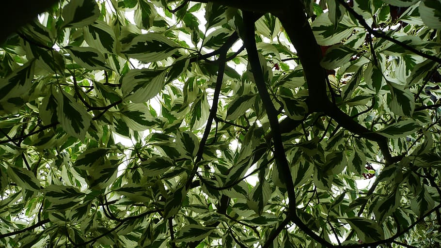Trees, White, Leaves, Branches, green, looking up, high, view HD wallpaper