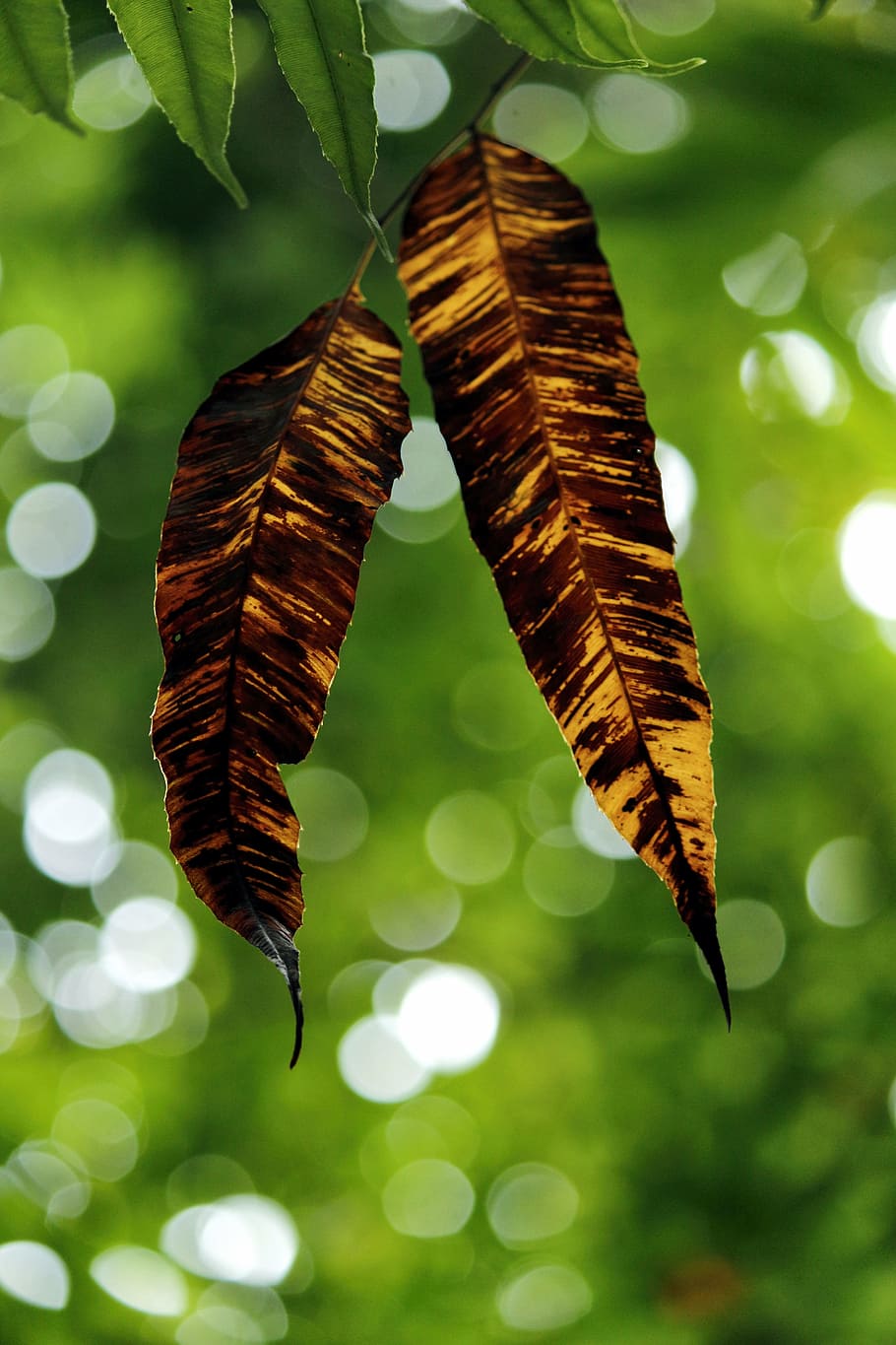 backlight, yellow leaf, nature, green, bokeh, wallpaper, sunlight HD wallpaper