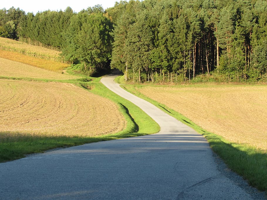 forest road, away, forest path, landscape, germany, europe HD wallpaper