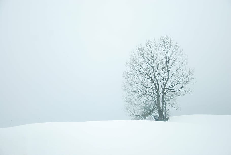 bare tree on snowy weather, winter, trees, white, nature, christmas HD wallpaper