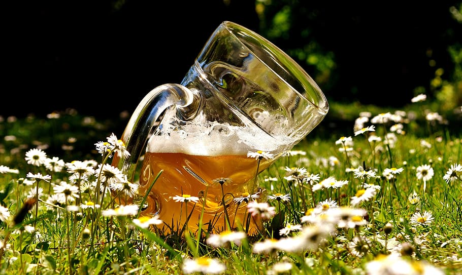 mug of beer on field of white aster flowers, Beer Glass, Deformed HD wallpaper