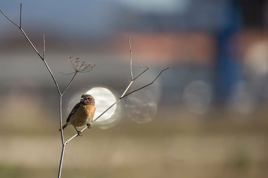bird, ave, feathers, letdown, stonechat, birds, animals, wings HD wallpaper