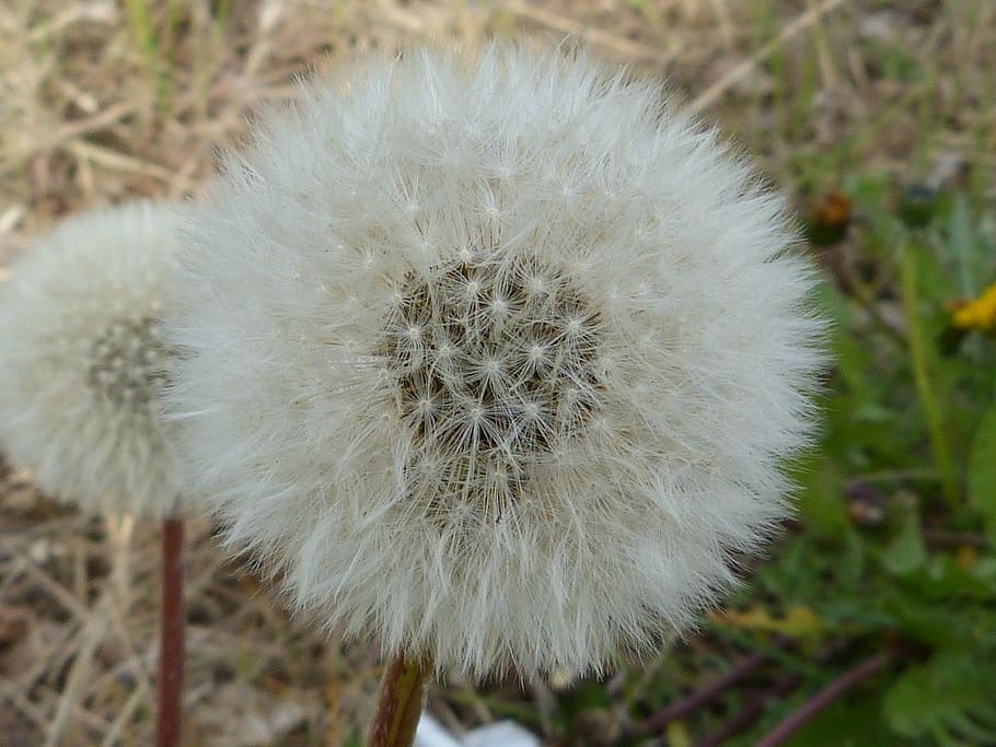 dandelion, pollen, seeds, bloom, nature, blossom, close, flora HD wallpaper