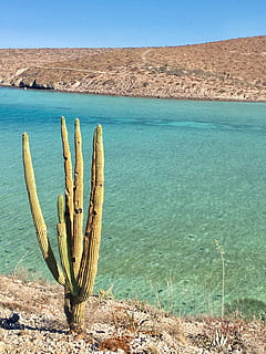 Ocean, Cactus, Beach, Sea, Nature, costa, coastal landscape HD wallpaper