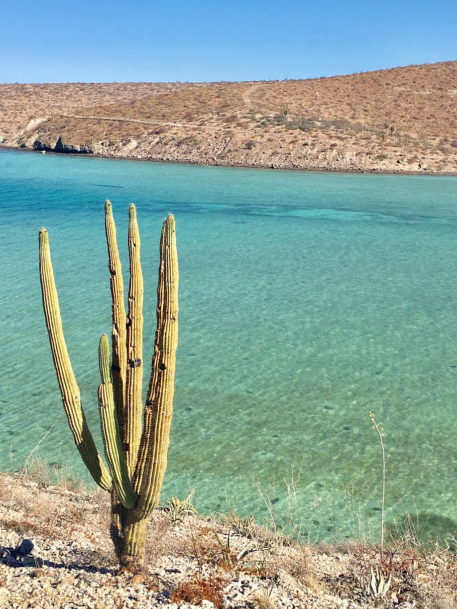 Ocean, Cactus, Beach, Sea, Nature, costa, coastal landscape, HD wallpaper