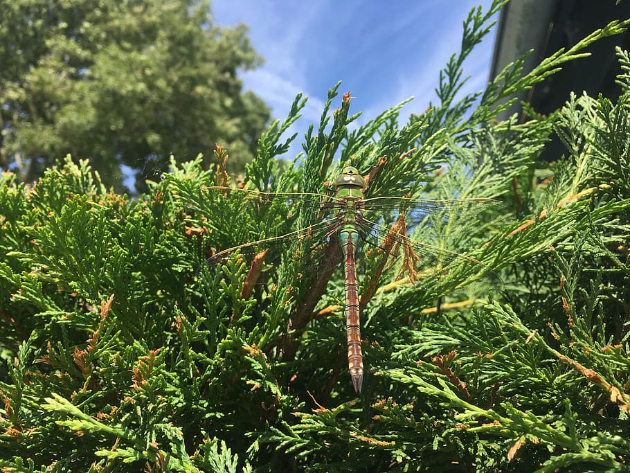 dragonfly, green, summer, bug, plant, growth, green color, beauty in nature HD wallpaper