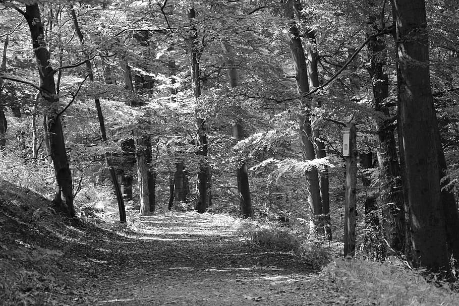 forest, walk, shadow, farewell, nature, forest path, recovery HD wallpaper