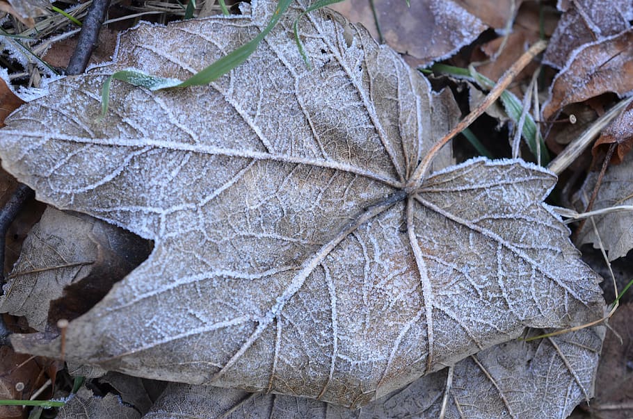leaf, winter, frozen, cold, frost, snow, plant part, nature HD wallpaper
