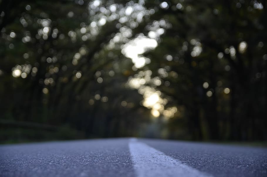 black asphalt road between tree line, grey road selective focus photography HD wallpaper