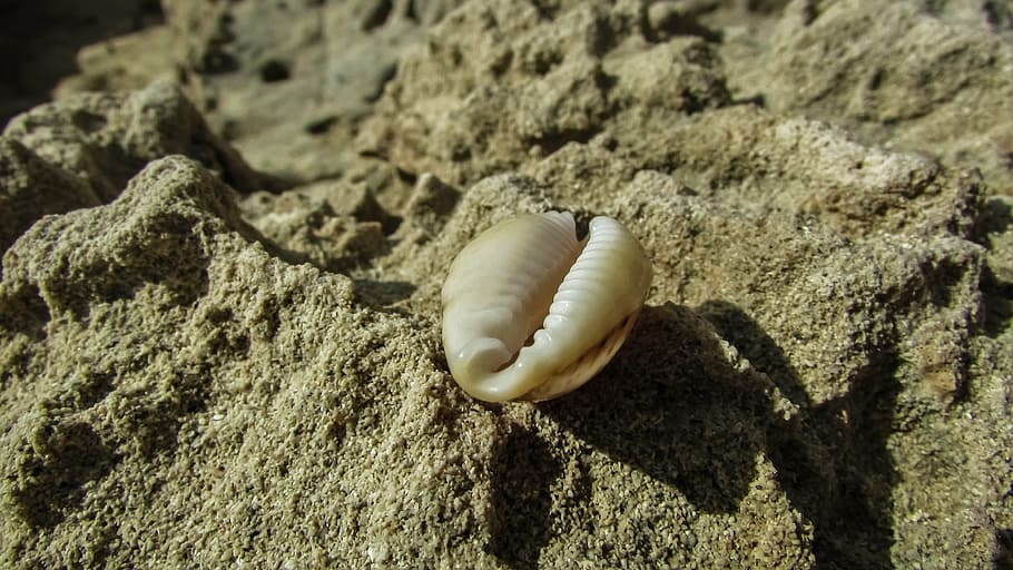 shell, sand, beach, nature, animal wildlife, animals in the wild HD wallpaper