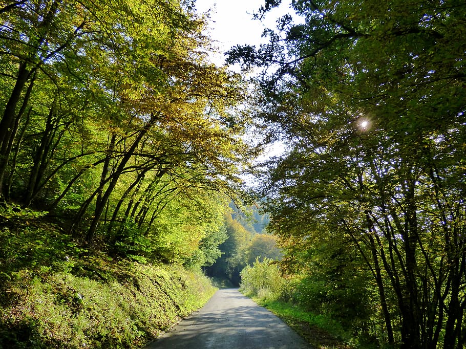 forest, sunlight, luxembourg, lighting, afternoon, tree, plant HD wallpaper