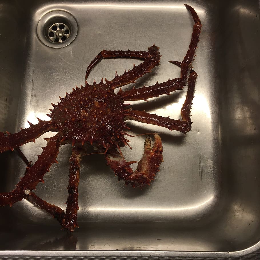 crab, sea, king crab, shellfish, no people, indoors, close-up HD wallpaper