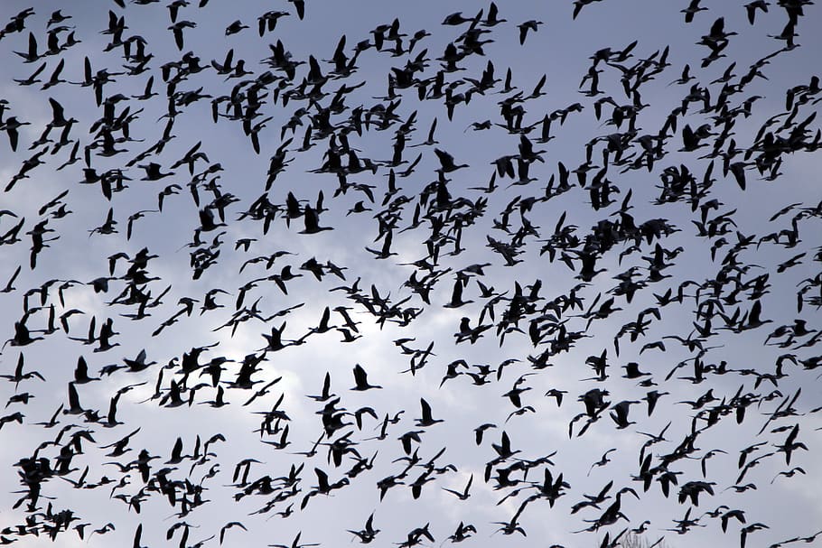 geese, flock of birds, swarm, migratory birds, goose, water bird, HD wallpaper