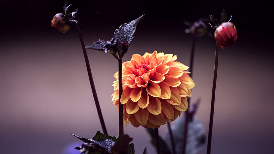 yellow flowers, bloom, blossom, flora, flower buds, macro, petals HD wallpaper