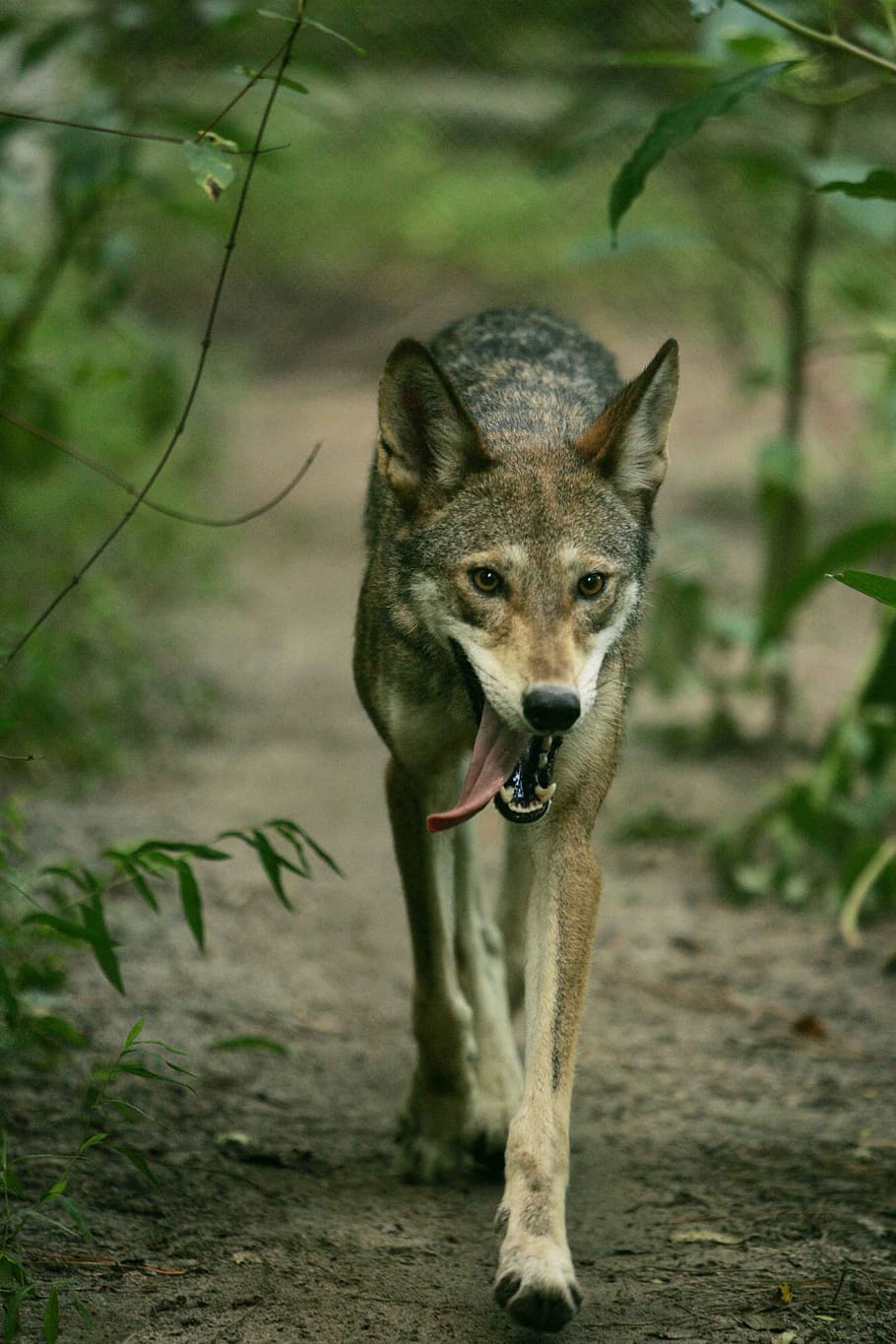 woods, walk, wolves, foxes, animals, fauna, one animal, mammal HD wallpaper