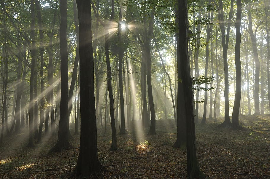 landscape photo of rainforest, sun, sunrise, light, rays, fog HD wallpaper