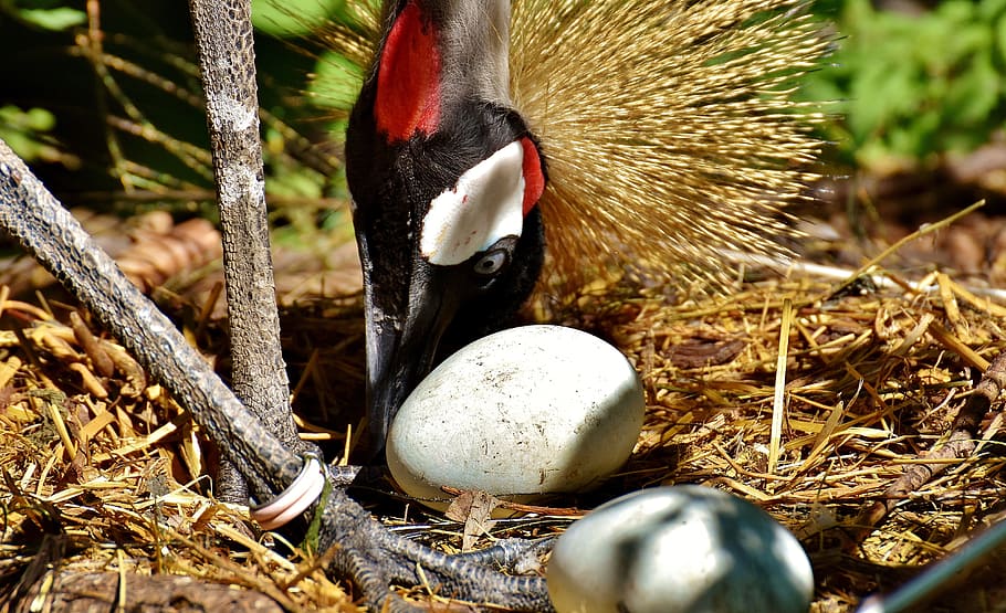 grey crowned crane, egg, nest, baleurica regulorum, bird, feather, HD wallpaper