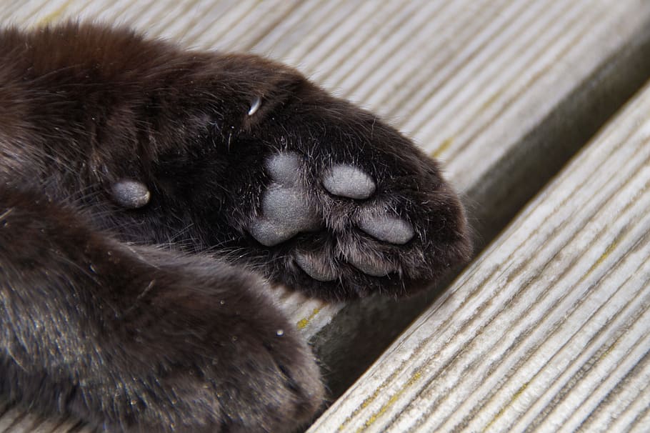 Paw, Foot, Cat'S Paw, Ten, cat paw, animal, animal paws, ball of foot, HD wallpaper