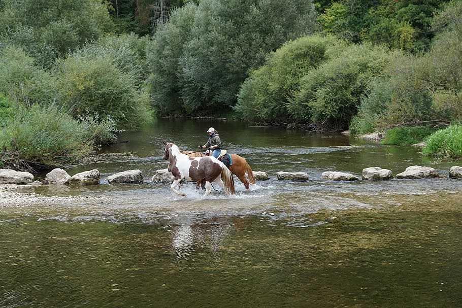 Horses, Danube, Water, Ride, Sport, cross, danube valley, donauwelle HD wallpaper