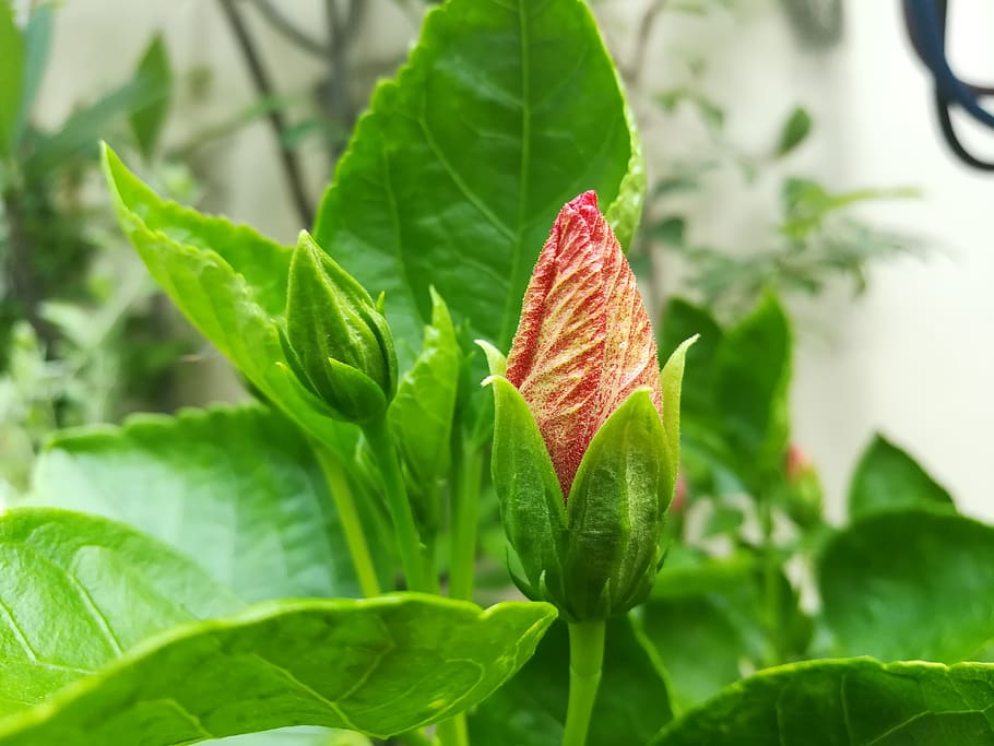 red, flowers, leaf, plant part, growth, close-up, green color HD wallpaper