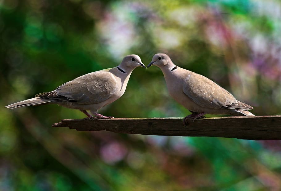 HD wallpaper: pigeons, love, kiss, pair, birds, together, romantic, animal  themes | Wallpaper Flare