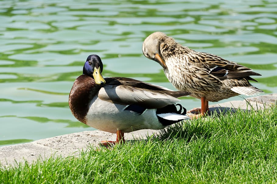 pond, ducks, nature, rush, bird, animals, grass, green, animal wildlife HD wallpaper