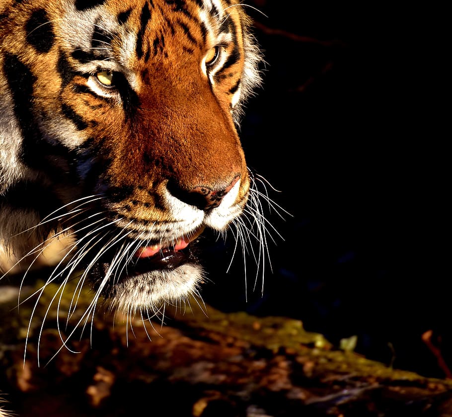 leopard head illustration, tiger, predator, fur, beautiful HD wallpaper