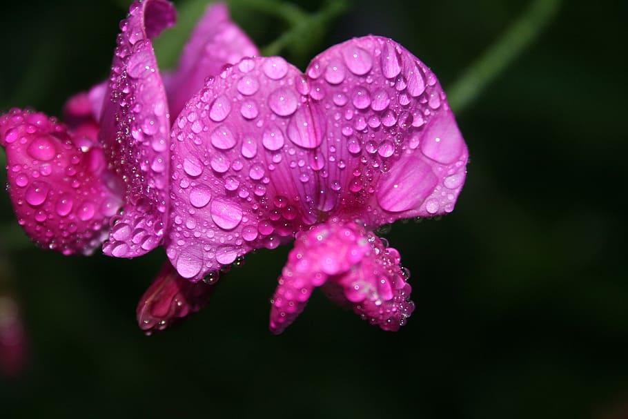 closeup photography of pink petaled flower with water droplets, HD wallpaper