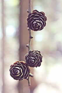 selective focus photography of three brown pinecones, tap, pine cones HD wallpaper