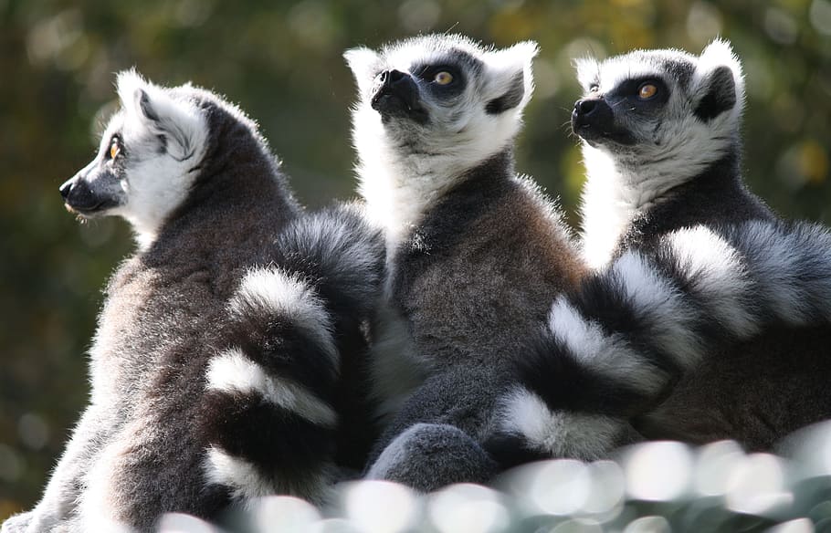 lemurs, monkey, world, animal themes, animal wildlife, group of animals HD wallpaper